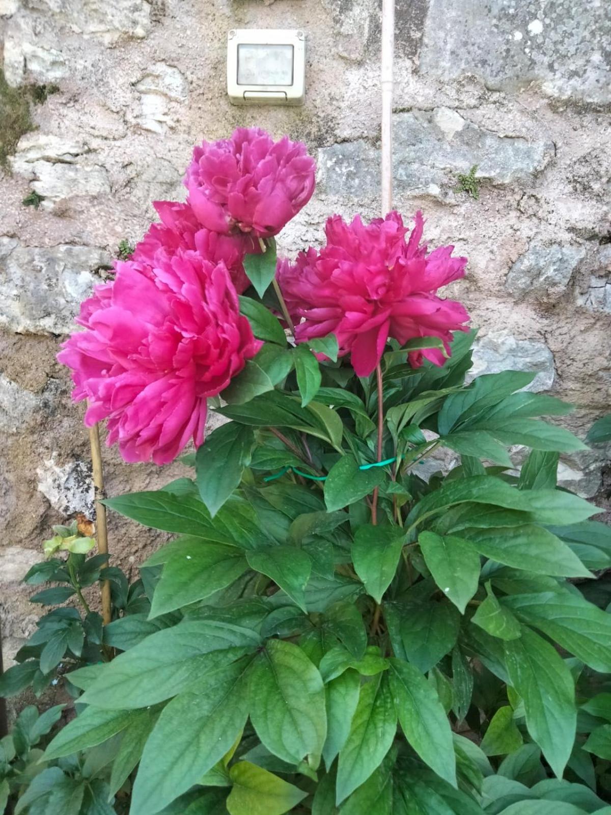 Appartamento Anna Brenzone sul Garda Exterior foto